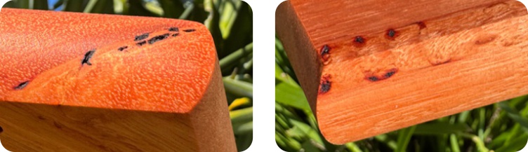 Sample of timber with sap and borer damage